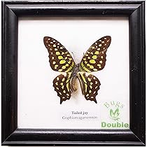 蛾標本 2点セット keti Amazon | 額入り 昆虫標本 蝶 テイルド・ジェイ Tailed Jay